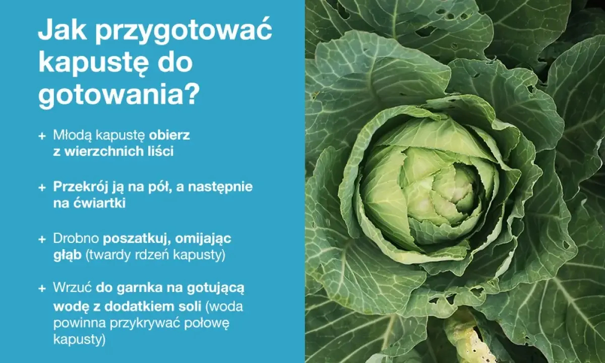 Jak przygotować dania z kapusty? Instrukcja krok po kroku: obierz, przekrój, poszatkuj i wrzuć do gotującej wody.