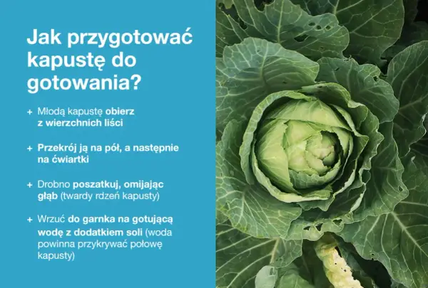 Jak przygotować dania z kapusty? Instrukcja krok po kroku: obierz, przekrój, poszatkuj i wrzuć do gotującej wody.